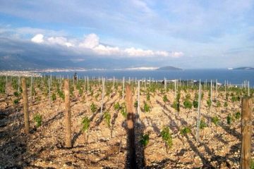 Young vineyard, for sale