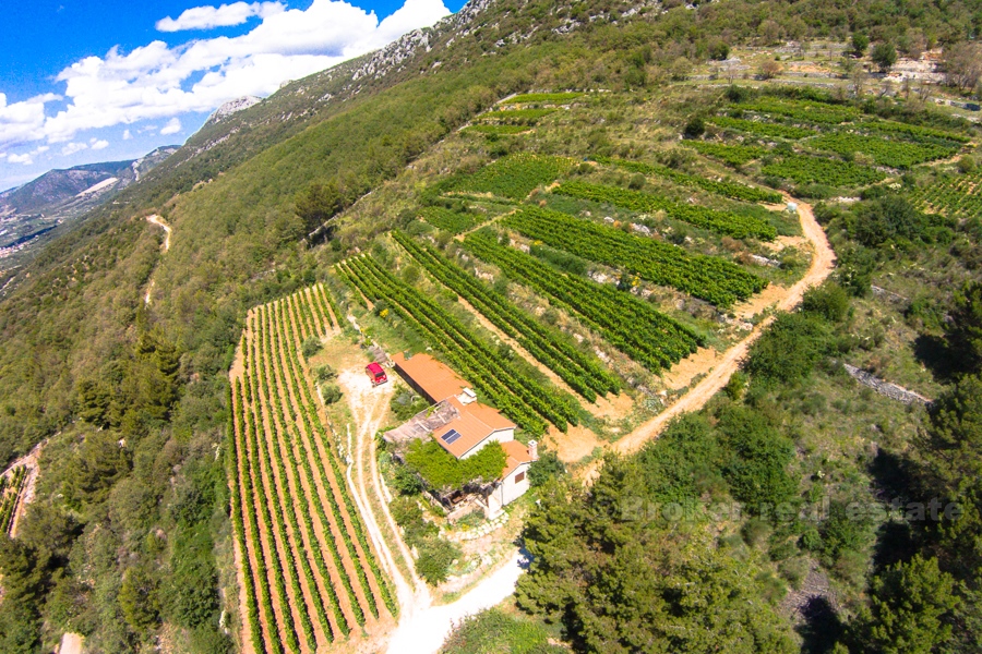 Дом на красивом винограднике площадью 12 000 м2