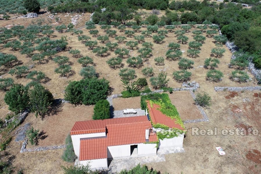 Une grande oliveraie avec une maison de vacances