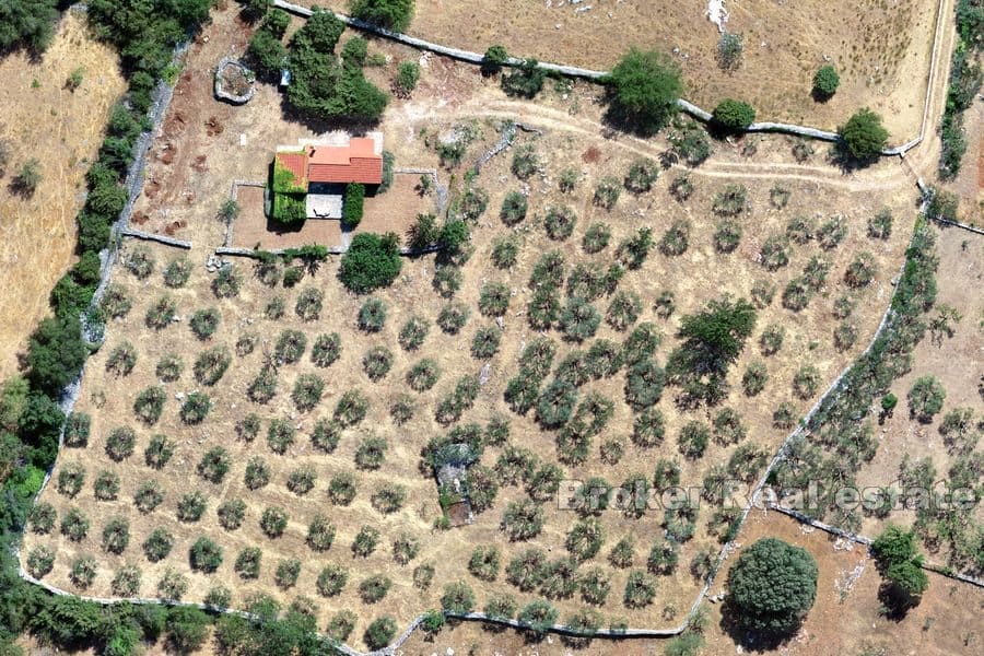 En stor olivenlund med et feriehus