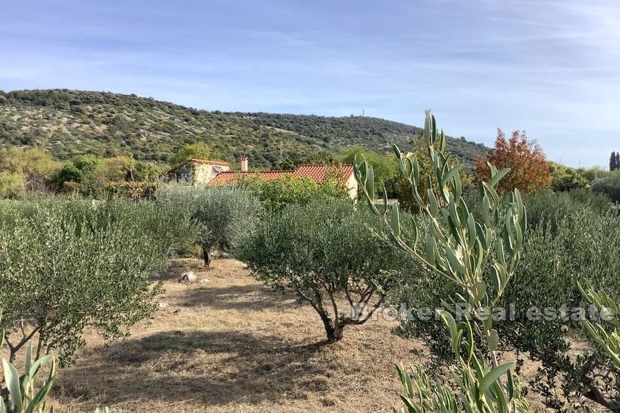En stor olivenlund med et feriehus