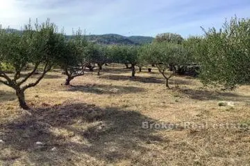 A large olive grove with a holiday house