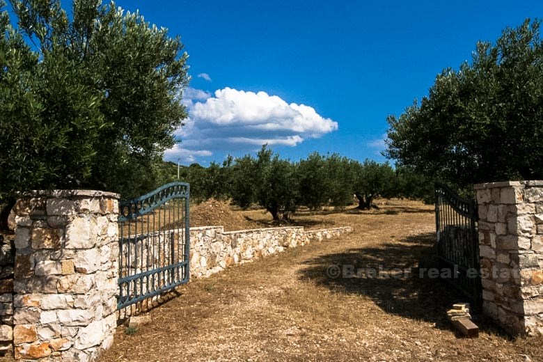 Dva domy s olivovníky