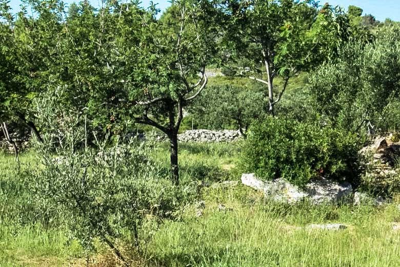 Два дома с оливковой рощей